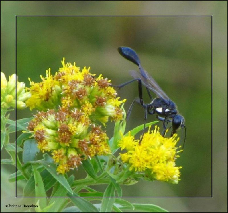 Sphecid wasp (Eremnophila aureonotata)