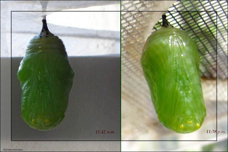 Newly formed monarch butterfly chrysalis