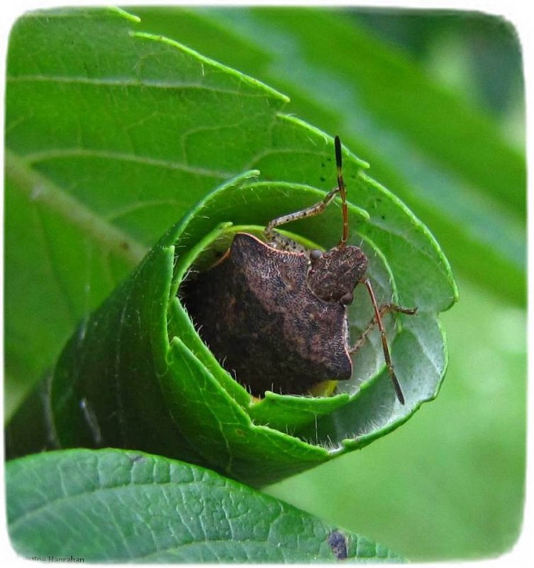 Stinkbug in leafy shelter