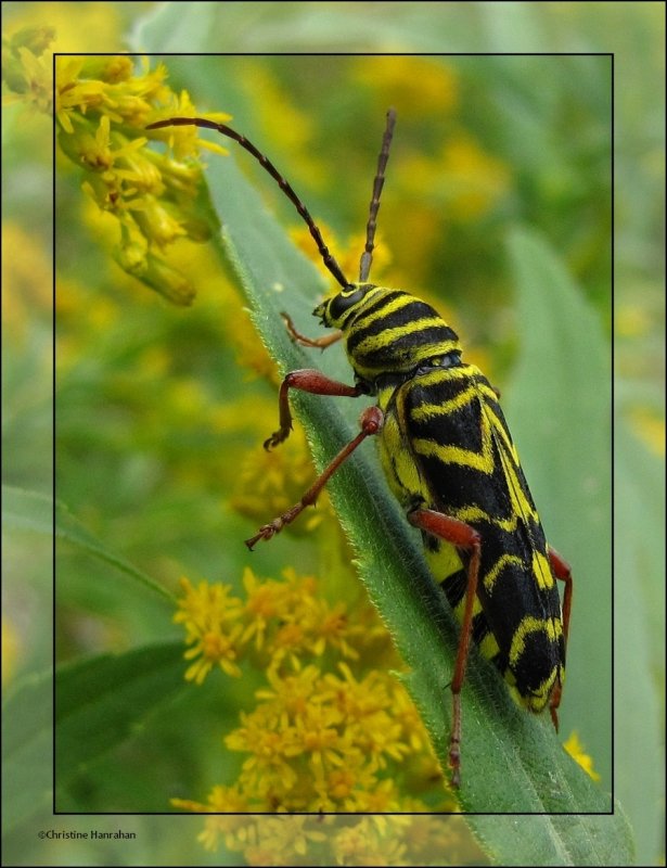 Locust borer  (Megacyllene robinia) on goldenrod