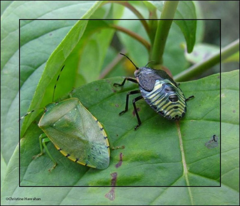 Large green stinkbugs (Chinavia hilaris), adult and nymph