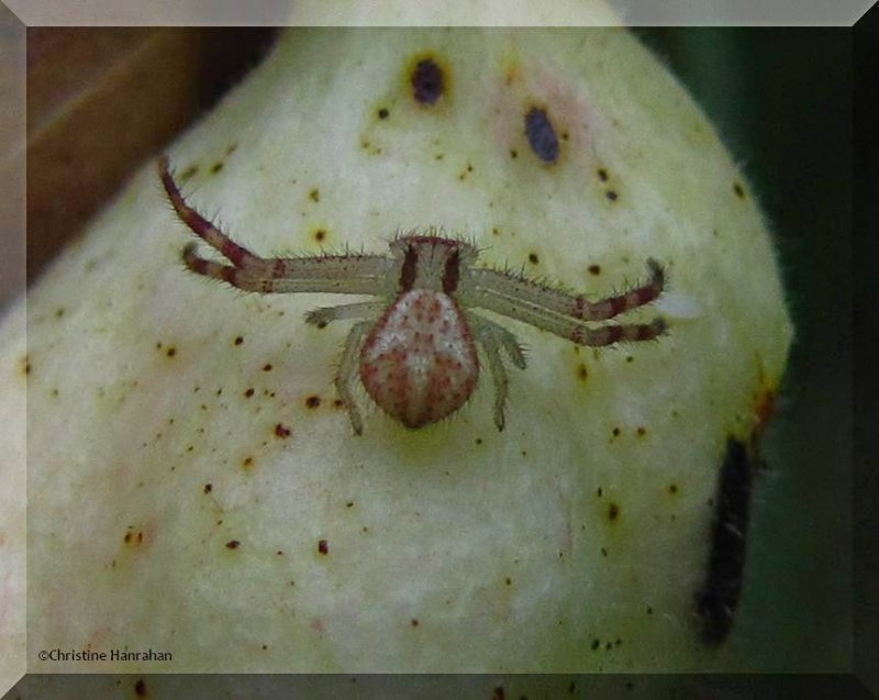 Northern crab spider  (Mecaphesa asperata), female