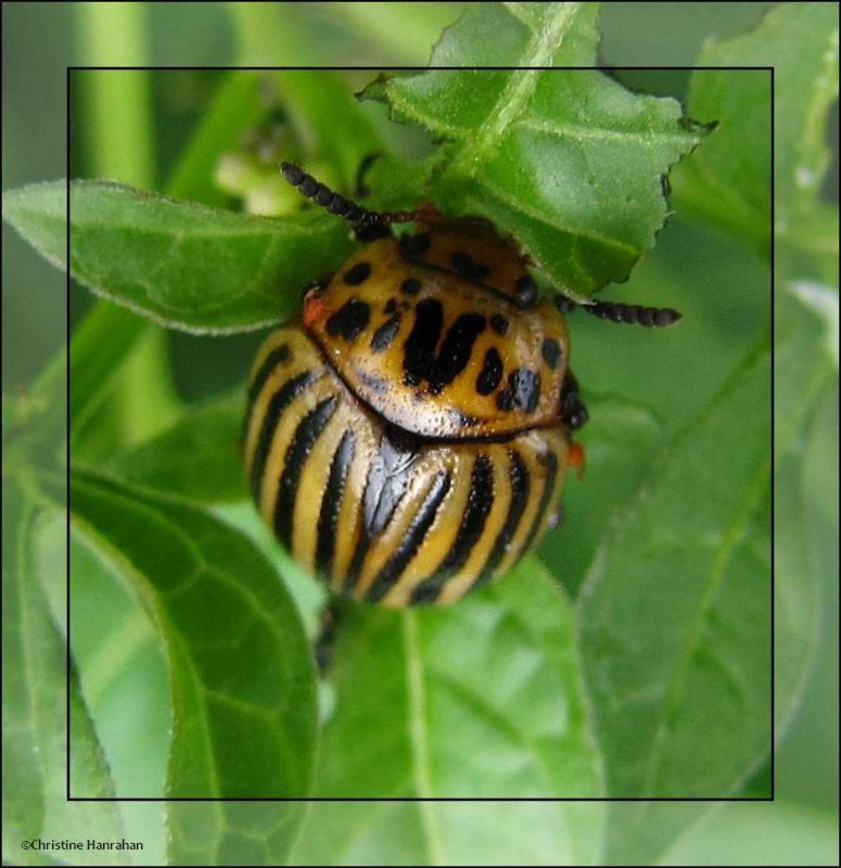 Colorado potato beetle (Leptinotarsa decemlineata)