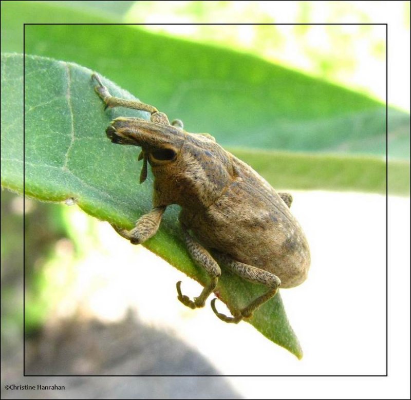 Large thistle weevil (Cleonis piger)