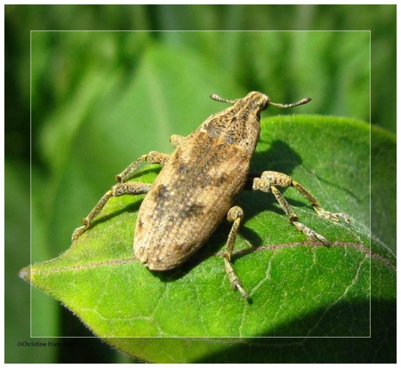 Large thistle weevil (Cleonis piger)