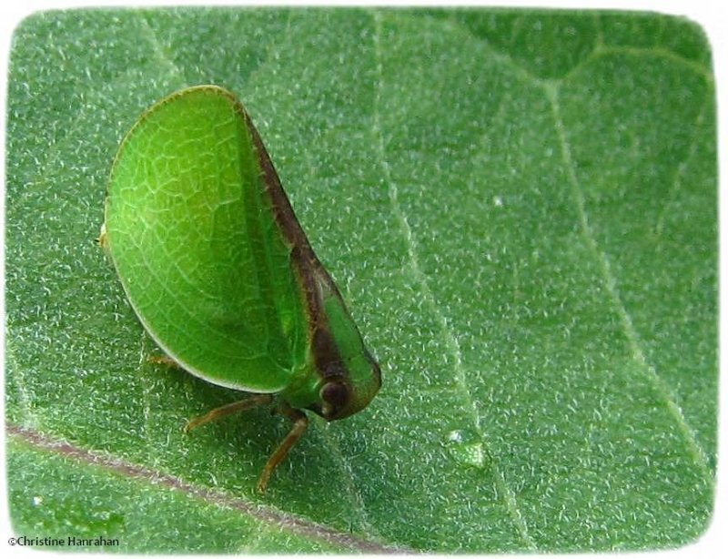Planthopper (Acanalonia)