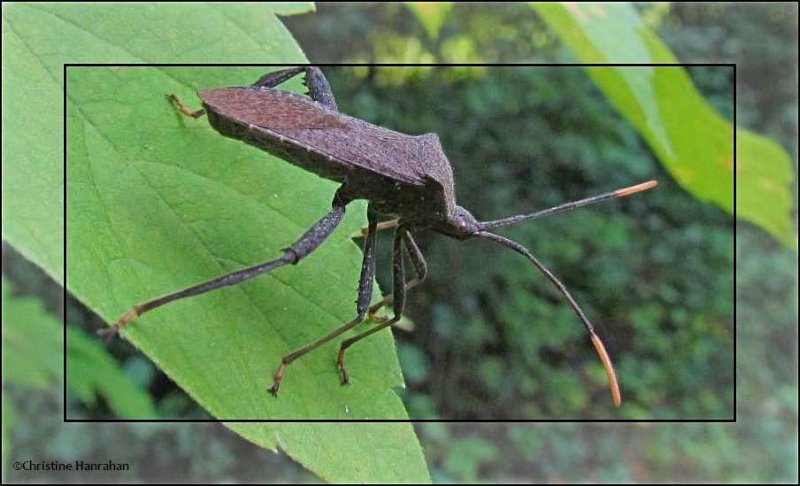 Leaf-footed bug (Acanthocephala terminalis)