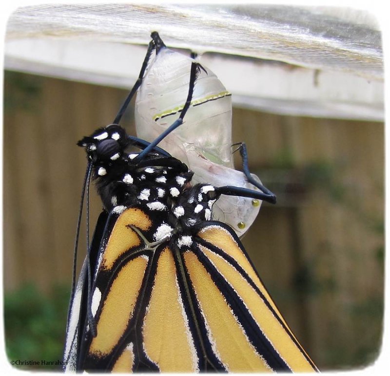 Newly emerged monarch butterfly