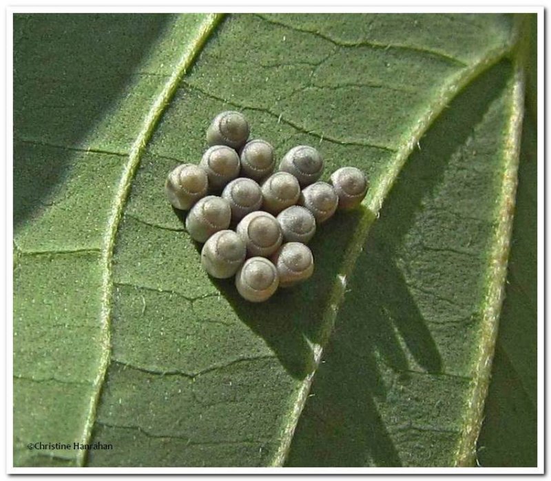 Stinkbug eggs (Pentatomid sp.) 