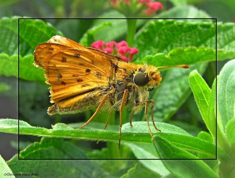 Fiery skipper (Hylephila phyleus)