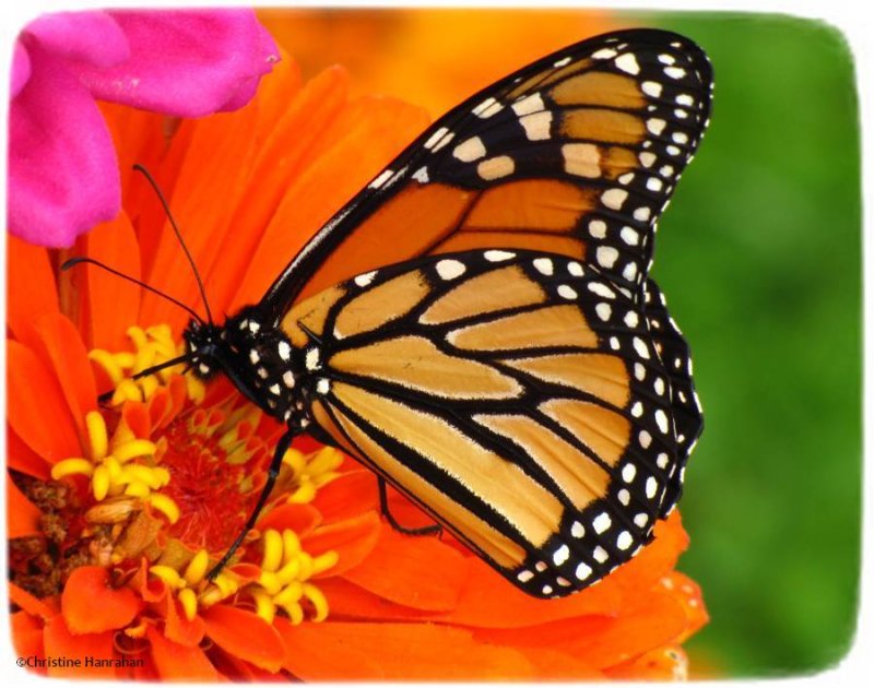 Monarch butterfly (Danaus plexippus) on zinnia