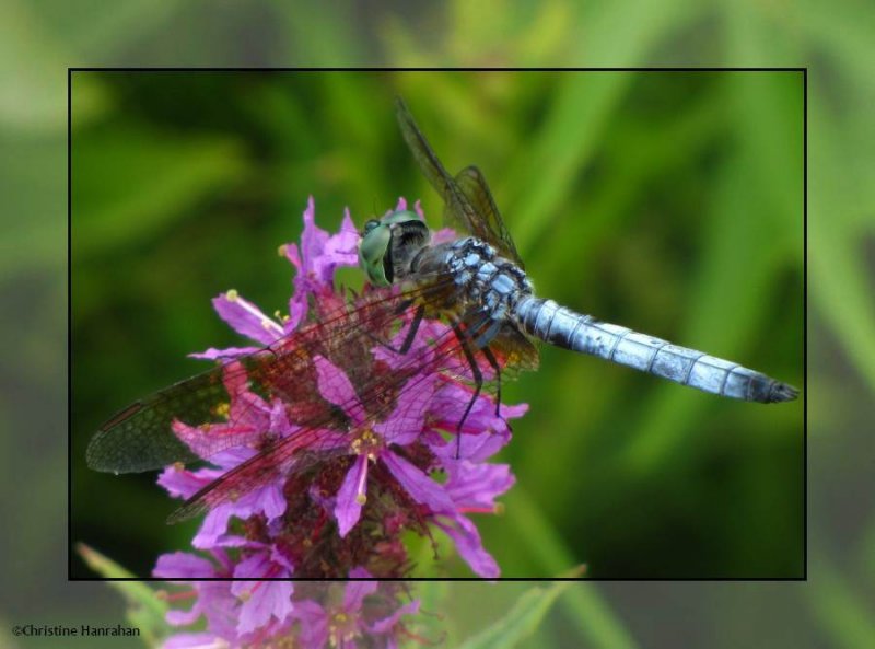 Blue dasher  (Pachydiplax longipennis), male, on purple loosestrife
