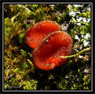 Eyelash fungus (<em>Scutellinia scutellata</em>)