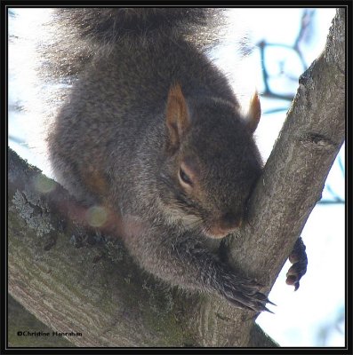 Grey squirrel