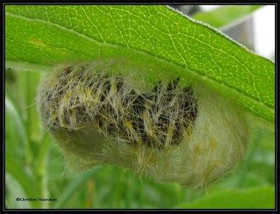 Virginia Ctenucha moth caterpillar making a cocoon
