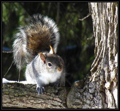The face of curiosity:  Grey Squirrel