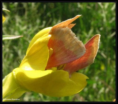 Two Primrose moths (<em>Schinia florida</em>) #11164, in Evening primrose