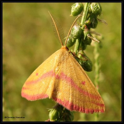 Geometer (or Inchworm) moths (Geometridae) 6256 to 7648