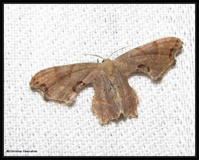 Brown scoopwing moth(Calledapteryx dryopterata)  #7653