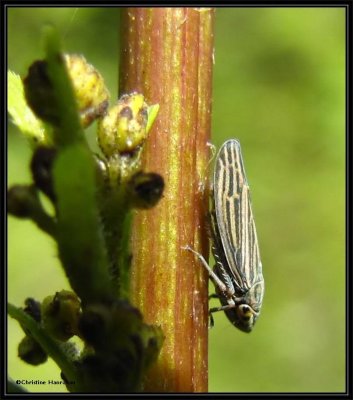 Leafhopper (Neokolla hieroglyphica)