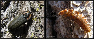 Winter firefly adult and larva (<em>Ellychnia corrusca</em>)