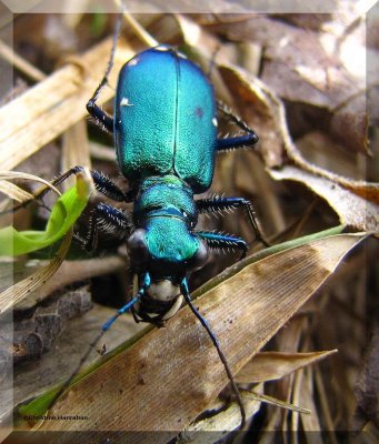 Tiger Beetles of Larose Forest (Family: Carabidae, Subfamily: Cicindelinae)