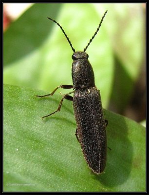 Click beetle (Sylvanelater cylindriformis)