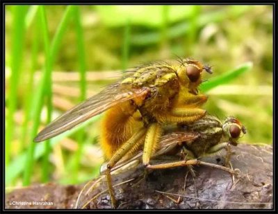 Dung Flies (Family: Scathophagidae)