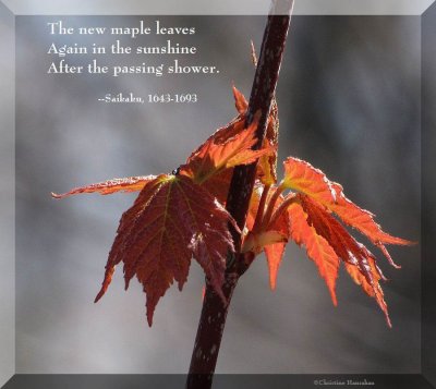 New maple leaves