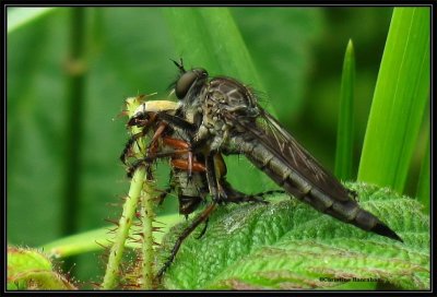 Robber fly (Asilidae) with rose chafer beetle (Macrodactylus)