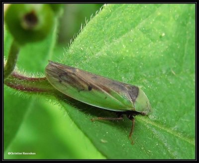 Leafhopper (Ponana pectoralis)