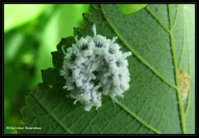 Woolly Alder sawfly larva (<em>Eriocampa ovata</m>)