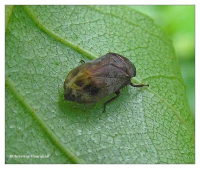 Leafhopper (Penthimia americana)