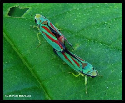 Mating leafhoppers (Graphocephala)