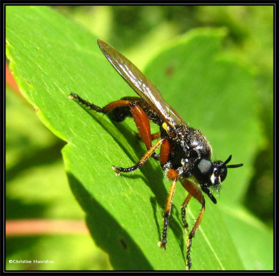 Robber fly (Laphria sadales)