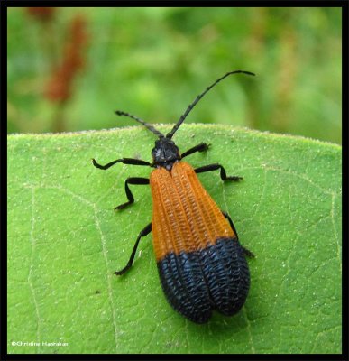 Net-winged beetle (Calopteron terminale)