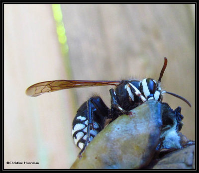 Bald-faced hornet (<em>Dolichovespula maculata</em>)