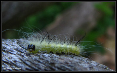 Caterpillar, probably <em>Acronicta americana</em>, #9200