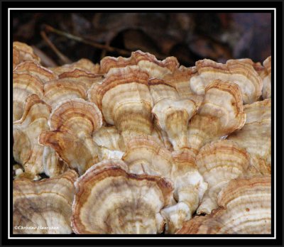 Turkey tails (<em>Trametes versicolor</em>)