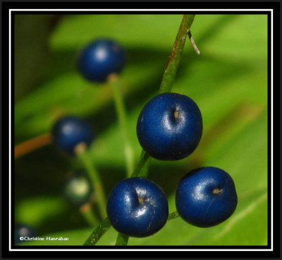 Bluebead lily (<em>Clintonia borealis</em>)