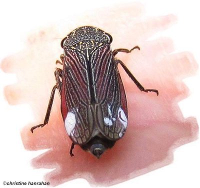 Leafhopper (Cuerna striata)