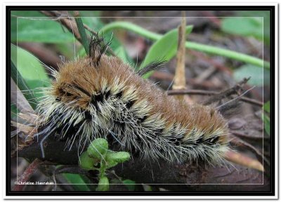 Fingered dagger moth caterpillar (<em>Acronicta dactylina</em>), #9203