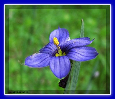 Blue-eyed grass (<em>Sisyrinchium</em>)