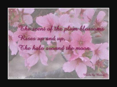 The scent of plum blossoms