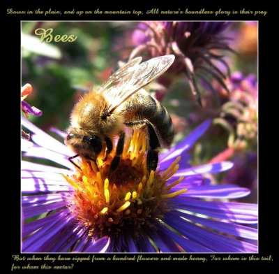 Honey bee