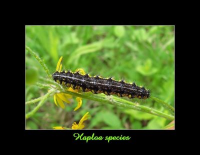 The neighbour moth caterpillar  (<em>Haploa contigua</em>), #8110