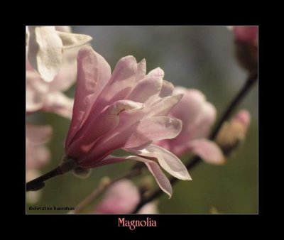Spring Magnolias