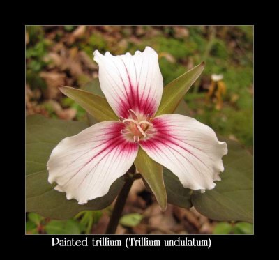 Wildflowers: T to Y