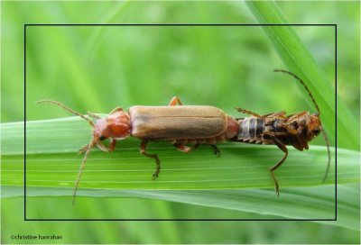 Mating soldier beetles (<em>Rhagonycha</em> sp.)