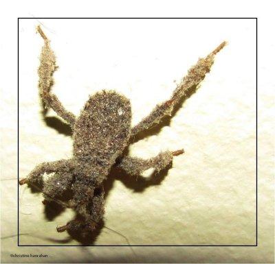Masked hunter (<em>Reduvius personatus</em>)